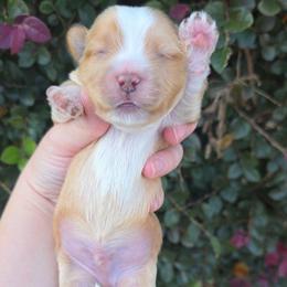 Dark Blonde Male - Gold male Yorkshire Terrier puppy in Lakeland, Florida from You Me & The Yorkies