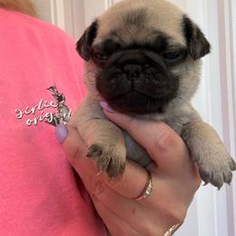 Peep - Fawn male Pug puppy in Ludowici, Georgia from Royal Destiny Kennels