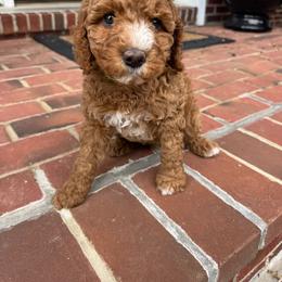 Green Collar Girl - Caramel red female Australian Labradoodle puppy in Hagerstown, Maryland from Westfields Labradoodles