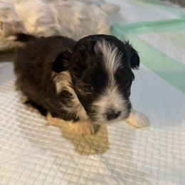 Waylon - Black and white male Havanese puppy in Laurel, Indiana from Honey-Bee Home Havanese