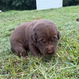 Serena - Chocolate female Labrador Retriever puppy in Carriere, Mississippi from Cajun Water Retrievers