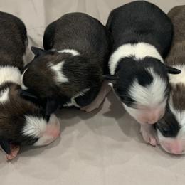 Border Collie puppies from Aguilera's Puppies
