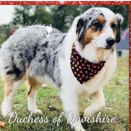 duchess - Australian Shepherd