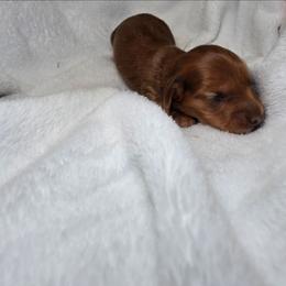Phantom whisper AKC available - Dapple male Dachshund puppy in Bristol, Tennessee from It's Mini Wieners Baby