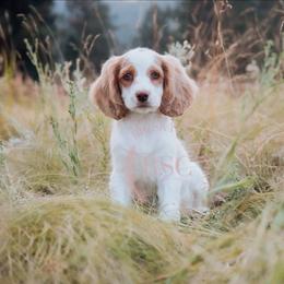 Nellie - Buff and white female Cockapoo puppy in Missoula, Montana from Big Sky Cockapoos