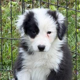 Ruthie - Black and white female Border Collie puppy in Lakeview, Michigan from Haven Creek Farm