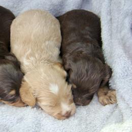 Bernedoodle and Cavapoo Puppies from Lawler’s Legacy Litters