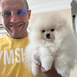 Pomeranian Puppies from Kouture Pomeranians