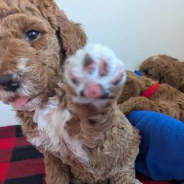 Poodle puppies from Robin's Nest Farm