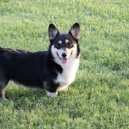 Cinch - Pembroke Welsh Corgi