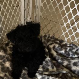 Macy - Black female Miniature Schnauzer puppy in Aubrey, Texas from Matrix Schnauzers