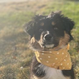 Australian Shepherds from SILVERSAGE