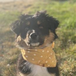 Australian Shepherds from SILVERSAGE