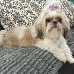 Shih Tzu puppies from P and J Farms