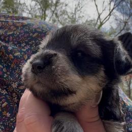 Willow - Salt and pepper female Miniature Schnauzer puppy in Hull, Georgia from Ardent Miniature Schnauzers of Athens