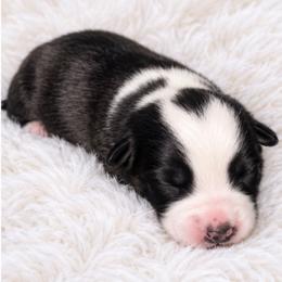 Pearl - Black and white female Cardigan Welsh Corgi puppy in Kerens, West Virginia from Leather & Lace