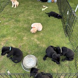 Labrador Retriever Puppies from Hunter’s Moon Retrievers