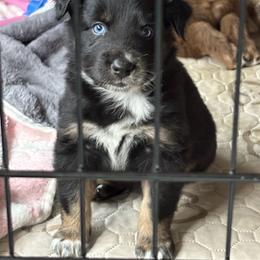 Jitter - Black tri-color male Australian Shepherd puppy in Coldwater, Michigan from Northern Star Australian Shepherds