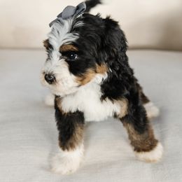 'Sugar' Gray Collar Female - Tri-color female Bernedoodle puppy in Kamas, Utah from A + E Farms