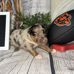 BEAR - Blue merle male Miniature Australian Shepherd puppy in Peoria, Arizona from B My Sunshines Mini Aussies