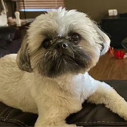Rocket! AKC Champion Bloodline - Tricolor male Shih Tzu puppy in Arizona from ShihTzu love