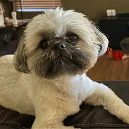 Rocket! AKC Champion Bloodline - Tricolor male Shih Tzu puppy in Arizona from ShihTzu love