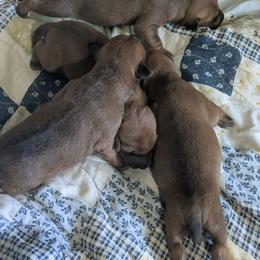 Pink girl - Red female Irish Terrier puppy in Spring Valley, Minnesota from Back Country Terriers
