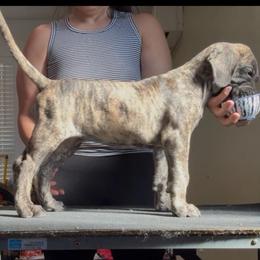 Cosmo - Brindle female Great Dane puppy in Marble Falls, Texas from Notorious Great Danes