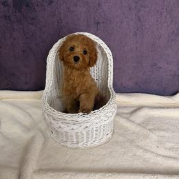 Fifi(AKC) - Red  female Poodle puppy in Moreno Valley, California from Yanni's Poodle