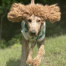 Poodles from Mazie's Standard Poodles