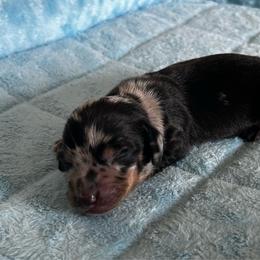 Dapple Boy - Dapple male Dachshund puppy in Giddings, Texas from Big Dream Acres