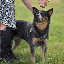 Australian Cattle Dog puppies from Rocking P Ranch ACDs