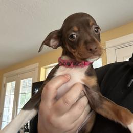 Rat Terrier Puppies from The Puppy Patch Rat Terriers