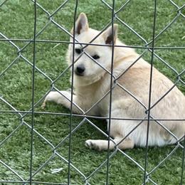 Cupid - Schipperke