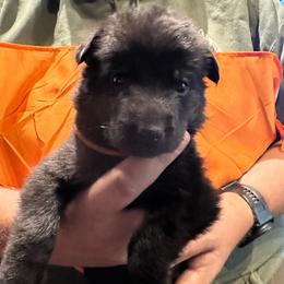 Boy 3 - Black male German Shepherd puppy in Londonderry, New Hampshire from Rusak Shepherds / Wiley Hill Shepherds