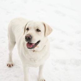 Missy - Labrador Retriever