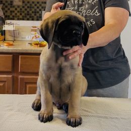 Blue collar - Fawn male Mastiff puppy in Kingman, Arizona from Cabezon Mastiffs