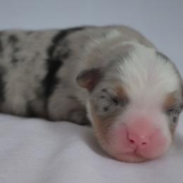 Fantasy - Blue merle female Australian Shepherd puppy in Fultonville, New York from Sandy Aussies & Pomeranians