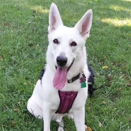 German Shepherds from YJ Kennels