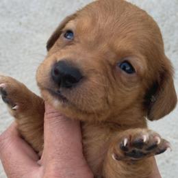 Spice - Red female Dachshund puppy in Harrison, Arkansas from Dachshunds on the Hill