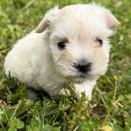 Winnie - White female Miniature Schnauzer puppy in Lockney, West Virginia from S&T Kennels