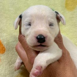 Sky show potential - White and black female Dalmatian puppy in Newfoundland, Pennsylvania from Poconopaws