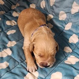 Girl 5 - female Golden Retriever puppy in Saginaw, Michigan from Precious Kennel Retrievers