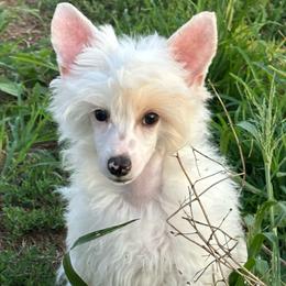 Hayes - White male Chinese Crested puppy in New Windsor, Maryland from Ambush Kennel
