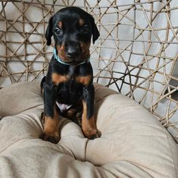 Apollo (blue) - Black and rust male Doberman Pinscher puppy in Hamilton, Ohio from Little Dragon Dobermans