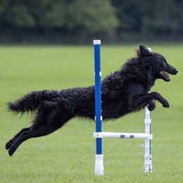 Dutch Shepherds and Mudis from Daydream Mudi