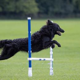 Dutch Shepherds and Mudis from Daydream Mudi