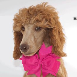 Valkyrie - Poodle