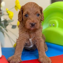 Lavendar - Apricot female Cavapoo puppy in Yuciapa, California from AlltheDoodlez_