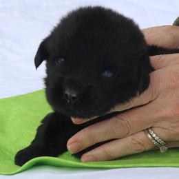 Bean - Black female Newfoundland puppy in Kimball Twp, Michigan from Pine River Newfoundlands